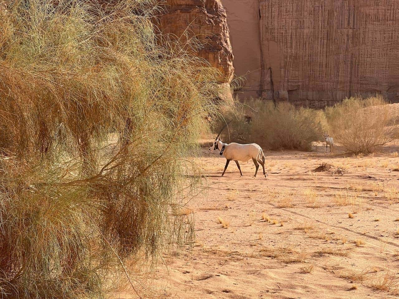 جولة البقي في محمية شرعان (3)