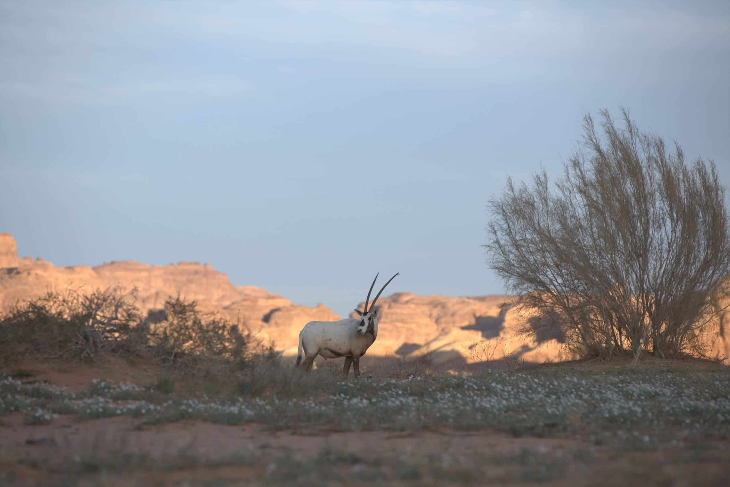 Sharaan Safari: A Journey Through AlUla’s Untamed Beauty