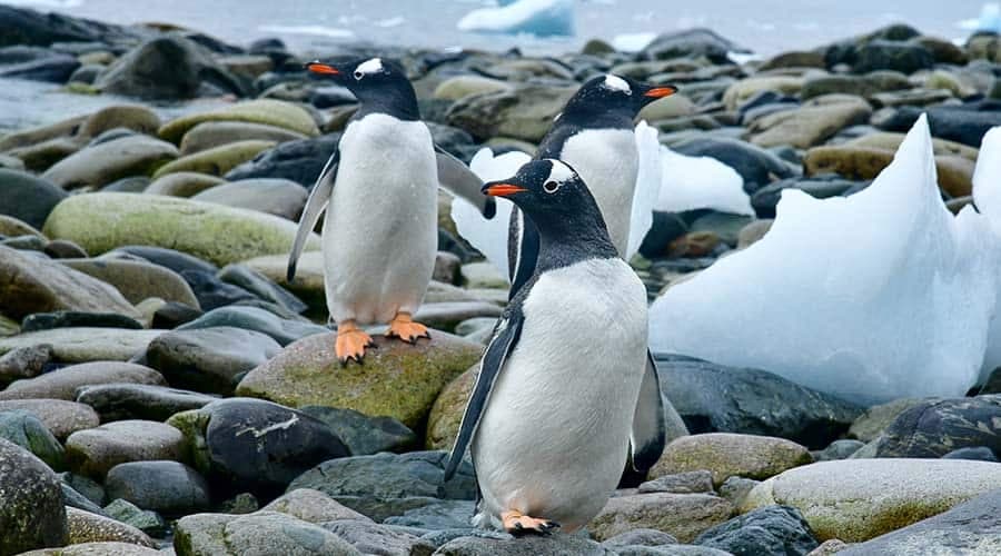 ثلاثة بطاريق تقف على صخور قرب جبال جليدية