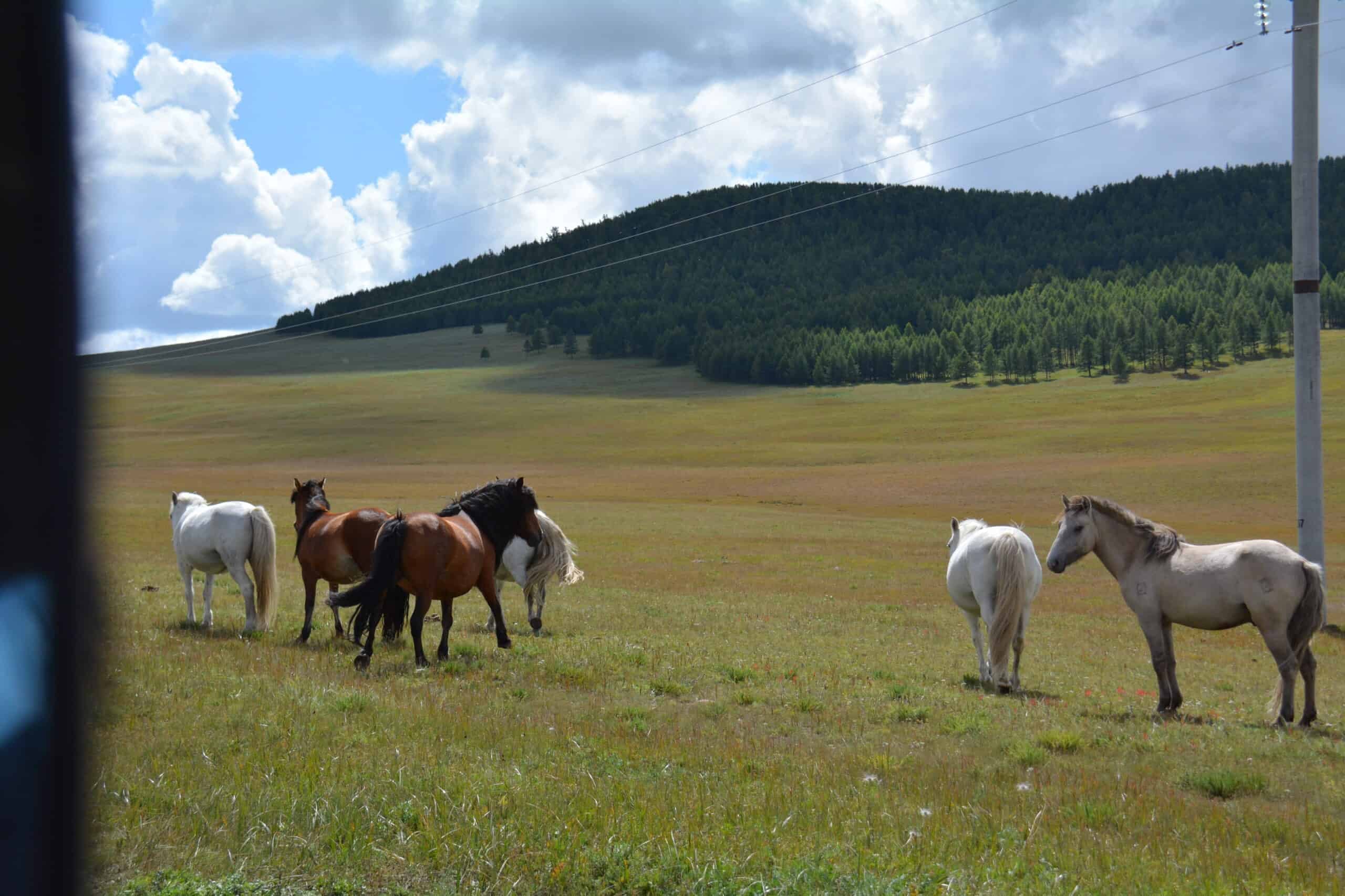 Mongolia Kazakh Eagle Hunter Adventure (3)
