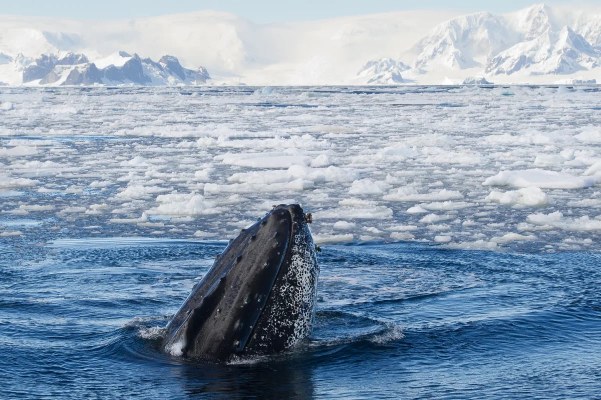Antarctica (and Whales) Await (1)