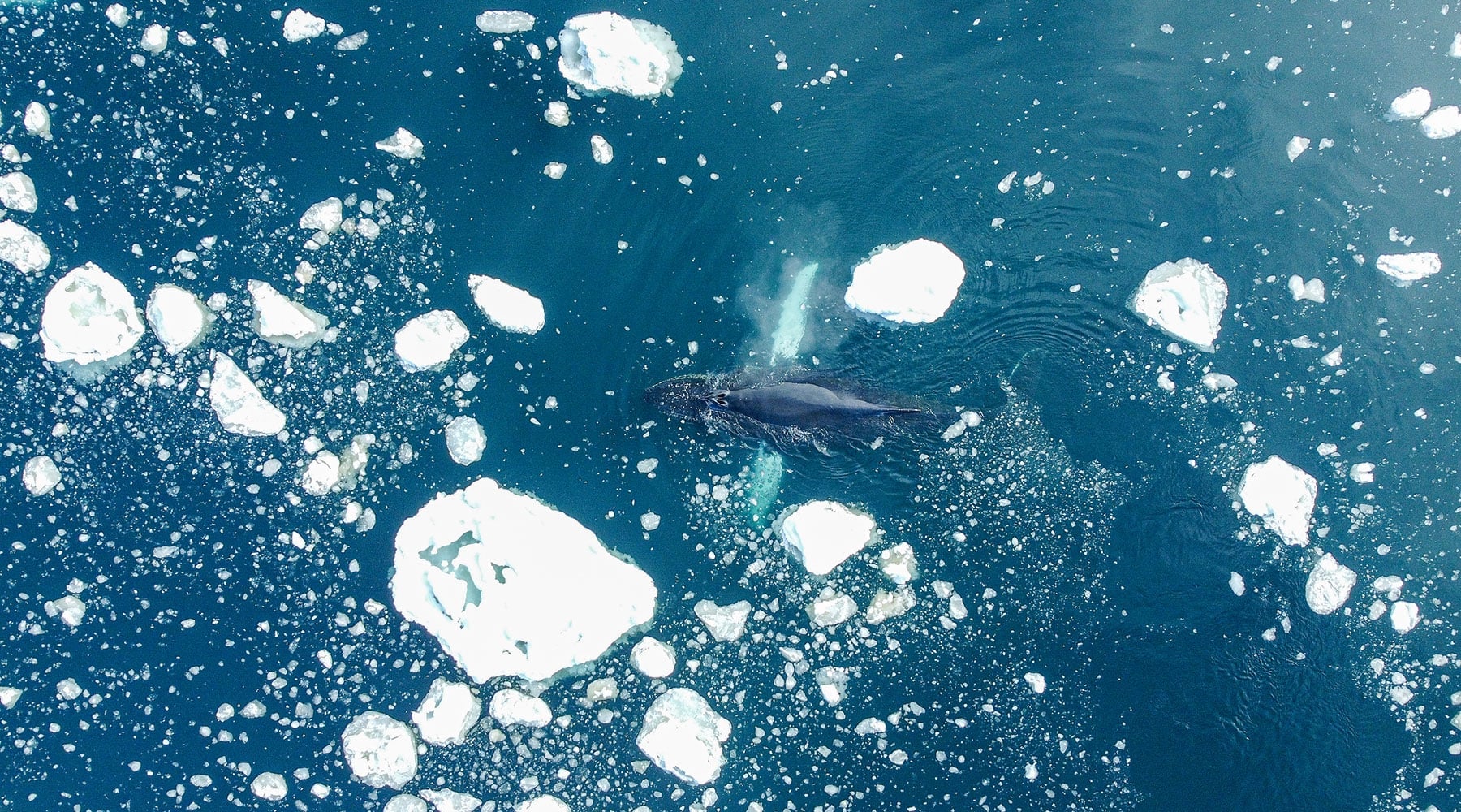 Antarctica’s Whale Season